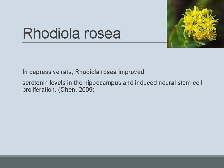 Rhodiola rosea In depressive rats, Rhodiola rosea improved serotonin levels in the hippocampus and