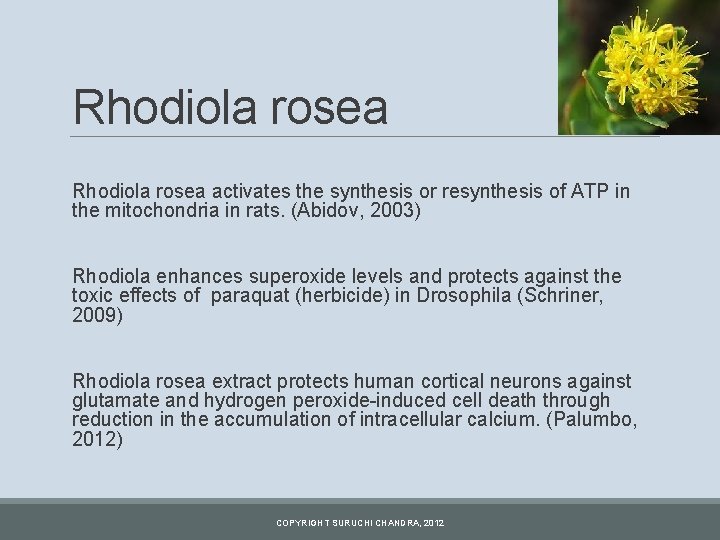 Rhodiola rosea activates the synthesis or resynthesis of ATP in the mitochondria in rats.