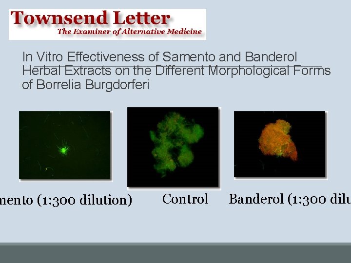 In Vitro Effectiveness of Samento and Banderol Herbal Extracts on the Different Morphological Forms