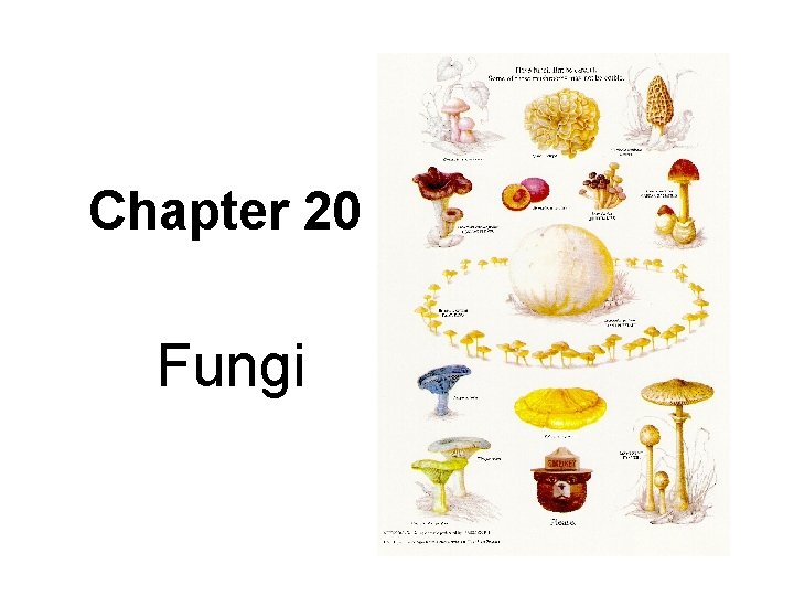 Chapter 20 Fungi 