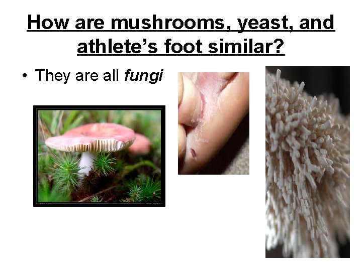 How are mushrooms, yeast, and athlete’s foot similar? • They are all fungi 