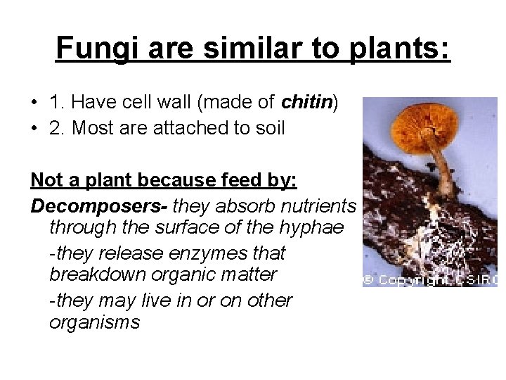 Fungi are similar to plants: • 1. Have cell wall (made of chitin) •