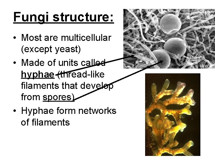 Fungi structure: • Most are multicellular (except yeast) • Made of units called hyphae