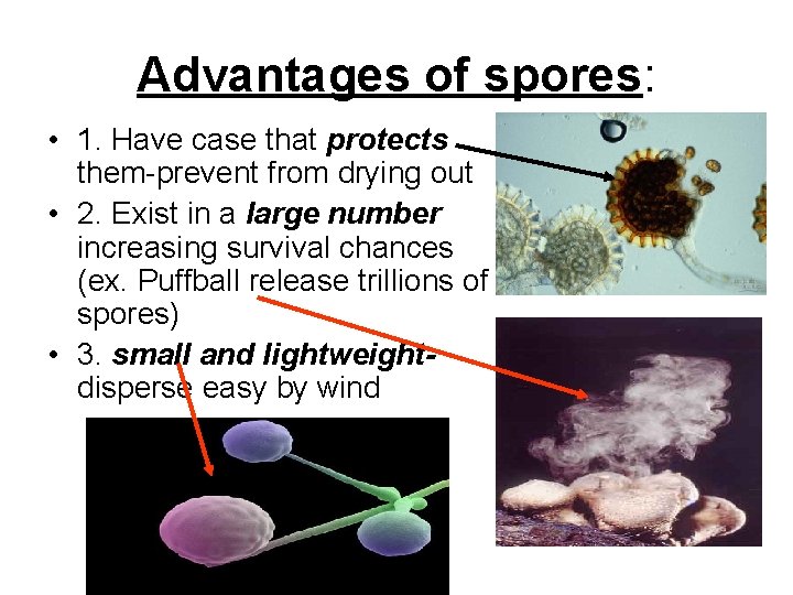 Advantages of spores: • 1. Have case that protects them-prevent from drying out •