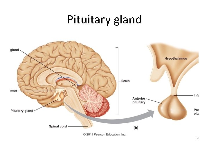 Pituitary gland 