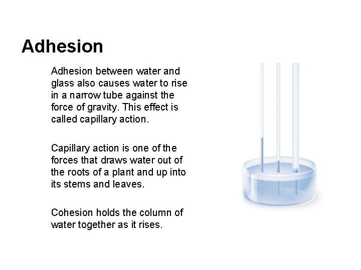 Adhesion between water and glass also causes water to rise in a narrow tube