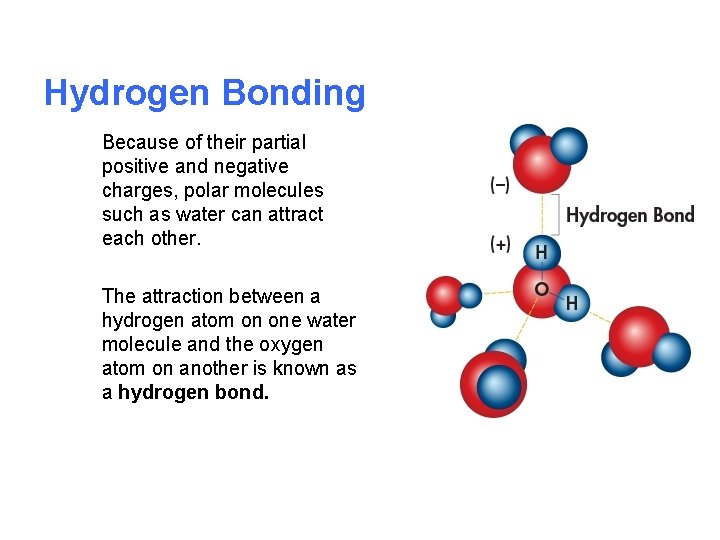 Hydrogen Bonding Because of their partial positive and negative charges, polar molecules such as