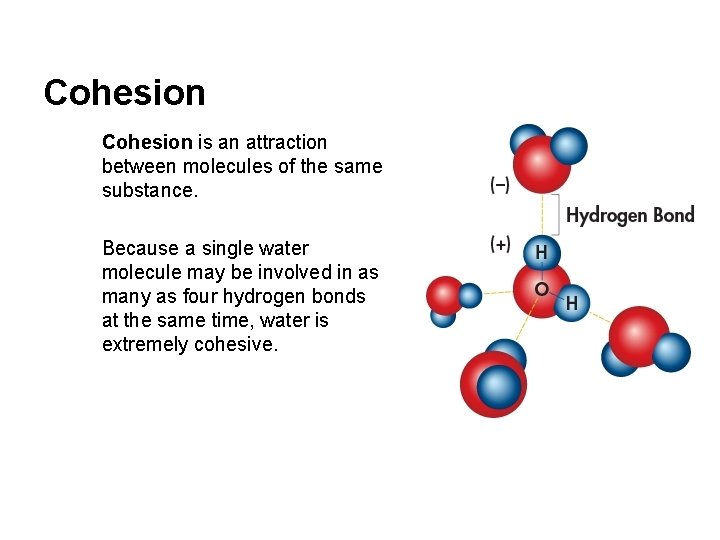 Cohesion is an attraction between molecules of the same substance. Because a single water