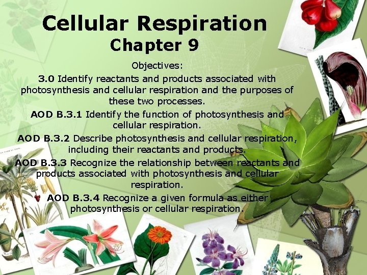 Cellular Respiration Chapter 9 Objectives: 3. 0 Identify reactants and products associated with photosynthesis