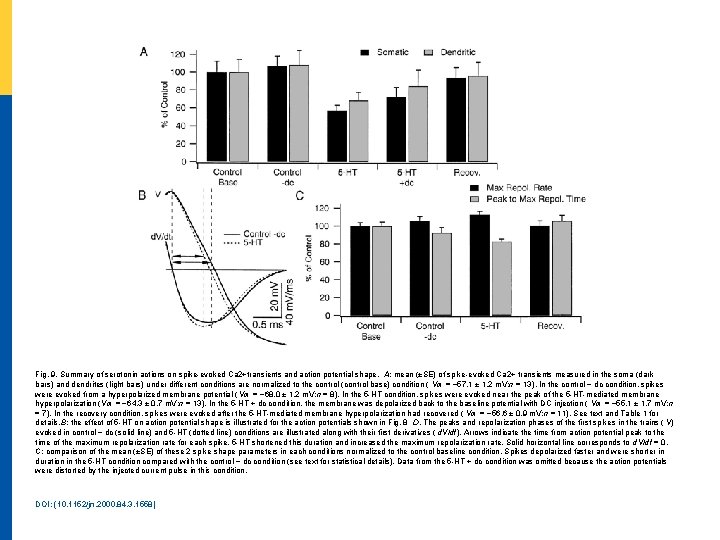 Fig. 9. Summary of serotonin actions on spike-evoked Ca 2+transients and action potential shape.