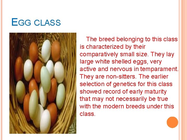 EGG CLASS The breed belonging to this class is characterized by their comparatively small