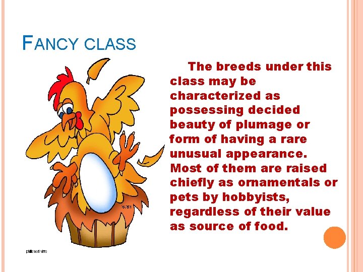 FANCY CLASS The breeds under this class may be characterized as possessing decided beauty