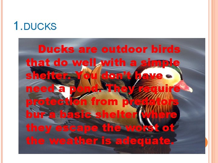 1. DUCKS Ducks are outdoor birds that do well with a simple shelter. You