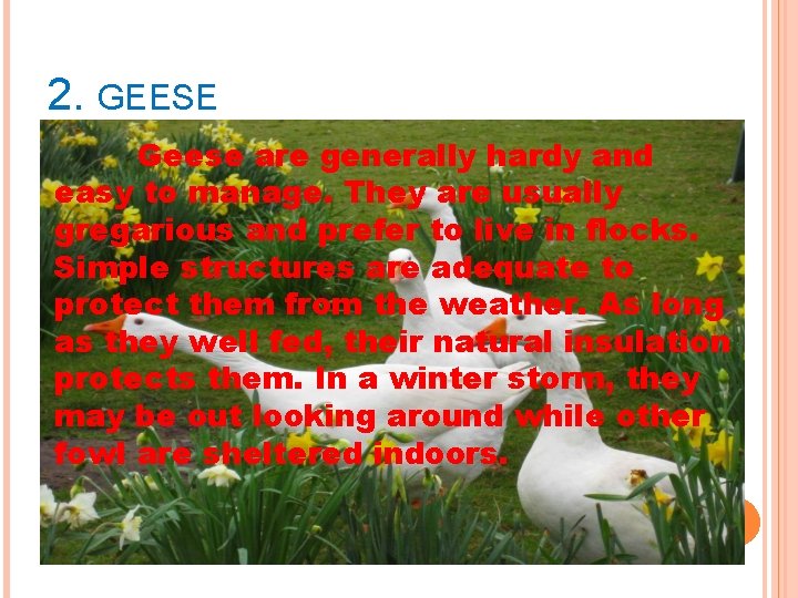 2. GEESE Geese are generally hardy and easy to manage. They are usually gregarious