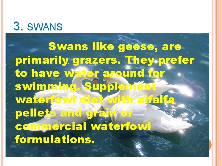 3. SWANS Swans like geese, are primarily grazers. They prefer to have water around