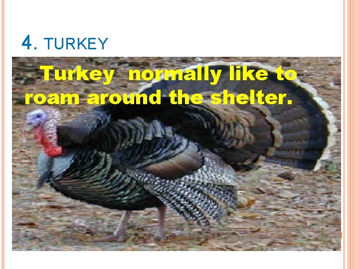 4. TURKEY Turkey normally like to roam around the shelter. 