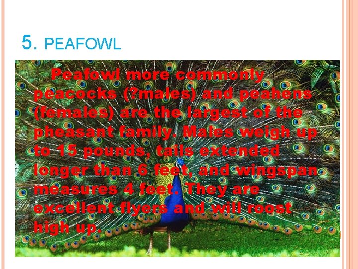 5. PEAFOWL Peafowl more commonly peacocks (? males) and peahens (females) are the largest