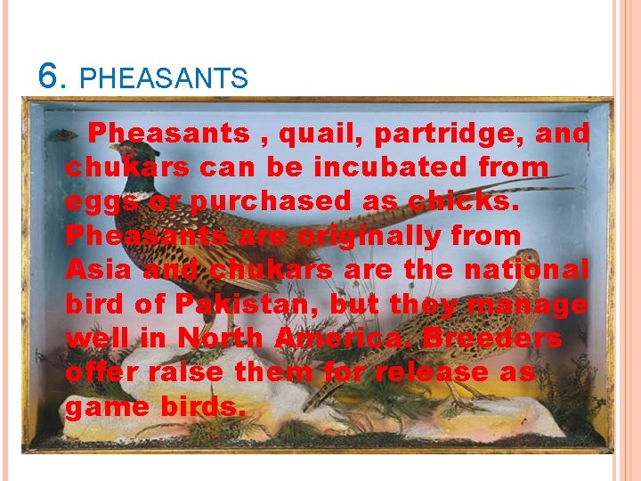 6. PHEASANTS Pheasants , quail, partridge, and chukars can be incubated from eggs or