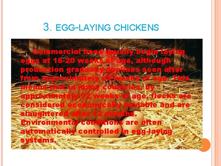 3. EGG-LAYING CHICKENS Commercial hens usually begin laying eggs at 16 -20 weeks of