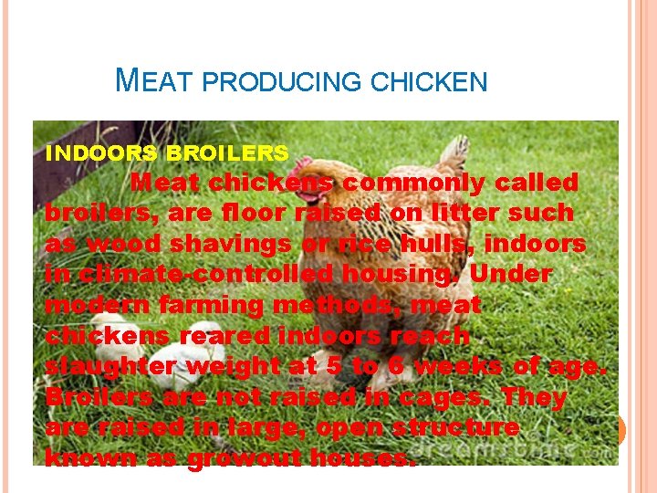 MEAT PRODUCING CHICKEN INDOORS BROILERS Meat chickens commonly called broilers, are floor raised on