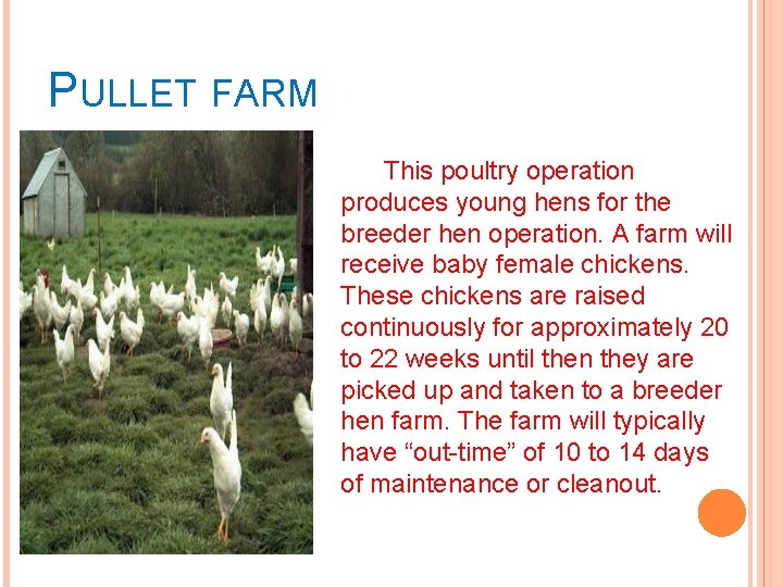 PULLET FARM This poultry operation produces young hens for the breeder hen operation. A