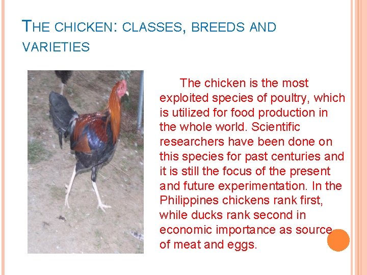 THE CHICKEN: CLASSES, BREEDS AND VARIETIES The chicken is the most exploited species of