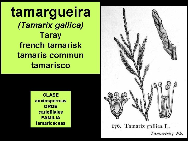 tamargueira (Tamarix gallica) Taray french tamarisk tamaris commun tamarisco CLASE anxiospermas ORDE cariofilales FAMILIA