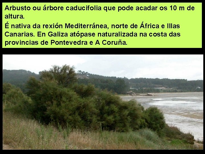 Arbusto ou árbore caducifolia que pode acadar os 10 m de altura. É nativa