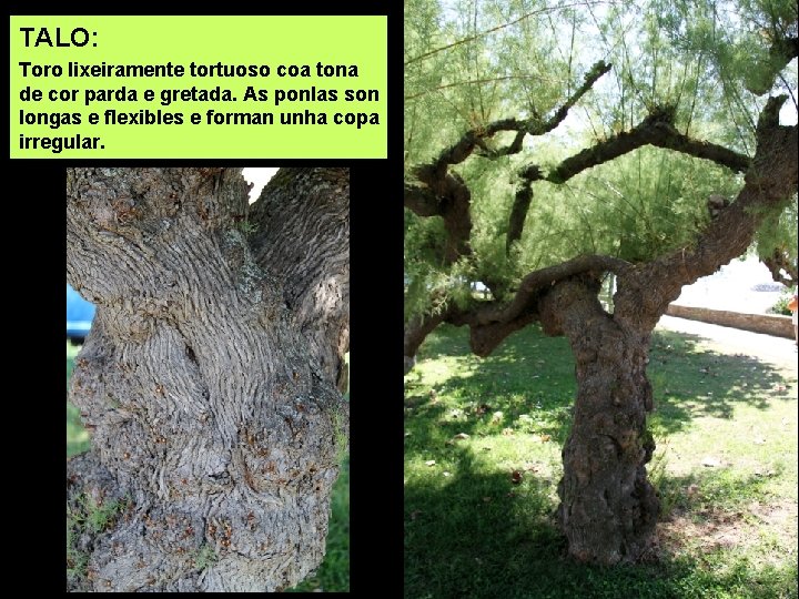 TALO: Toro lixeiramente tortuoso coa tona de cor parda e gretada. As ponlas son
