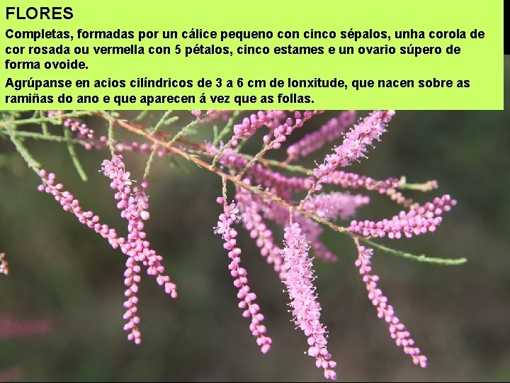 FLORES Completas, formadas por un cálice pequeno con cinco sépalos, unha corola de cor