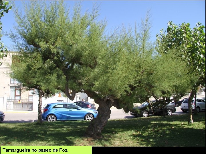 Tamargueira no paseo de Foz. 