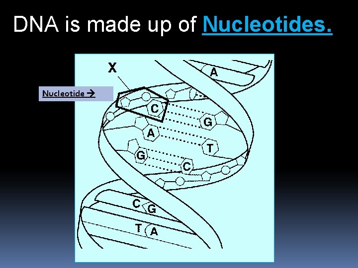 DNA is made up of Nucleotides. Nucleotide 