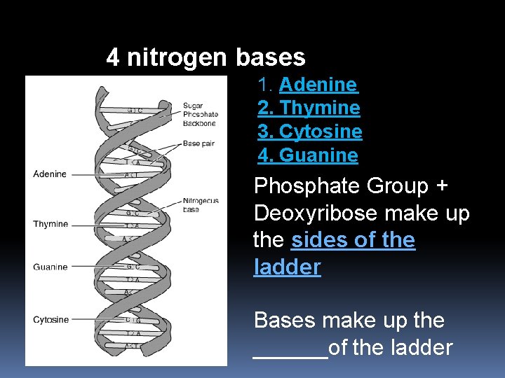 4 nitrogen bases 1. Adenine 2. Thymine 3. Cytosine 4. Guanine Phosphate Group +