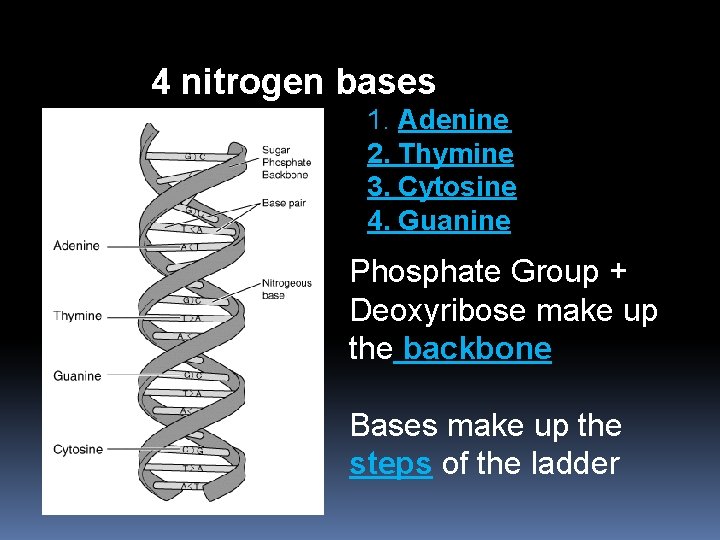 4 nitrogen bases 1. Adenine 2. Thymine 3. Cytosine 4. Guanine Phosphate Group +