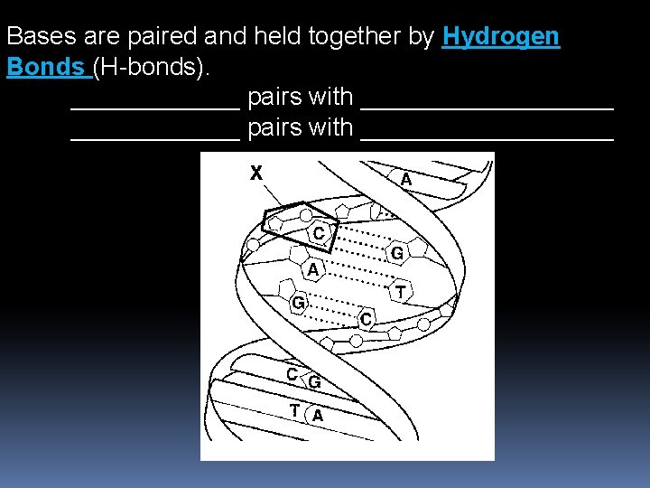 Bases are paired and held together by Hydrogen Bonds (H-bonds). ____________ pairs with __________________