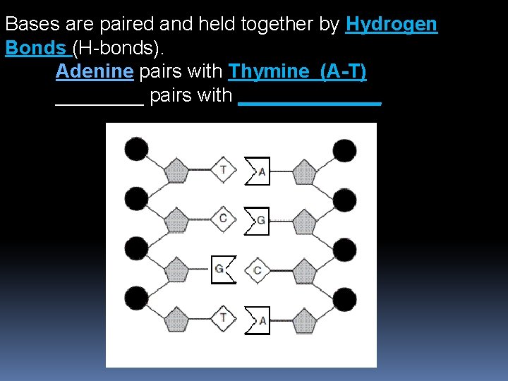 Bases are paired and held together by Hydrogen Bonds (H-bonds). Adenine pairs with Thymine