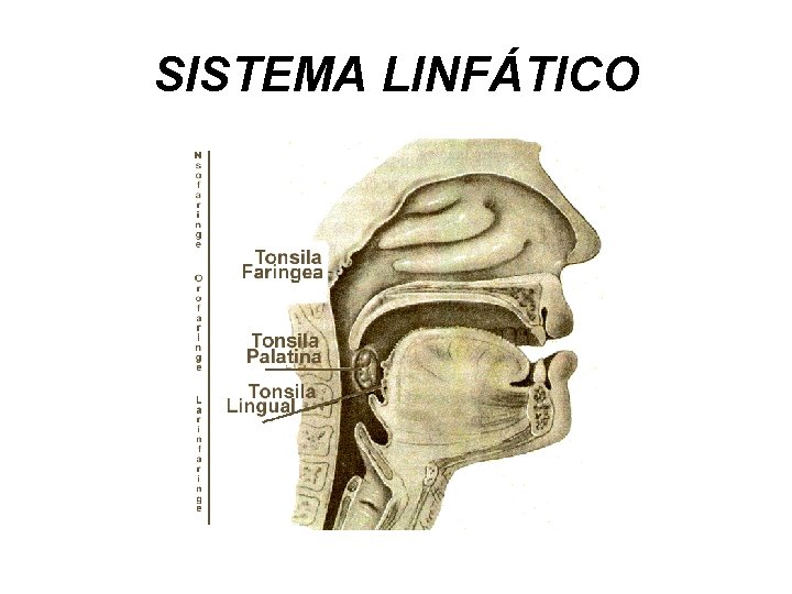 SISTEMA LINFÁTICO 