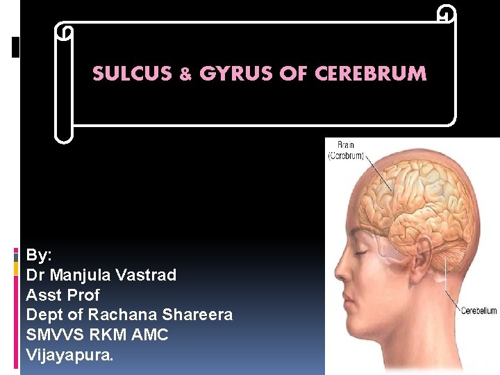 Sulcus & gyrus of cerebrum SULCUS & GYRUS OF CEREBRUM By: Dr Manjula Vastrad