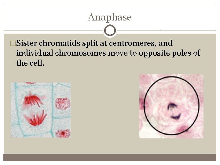 Anaphase �Sister chromatids split at centromeres, and individual chromosomes move to opposite poles of