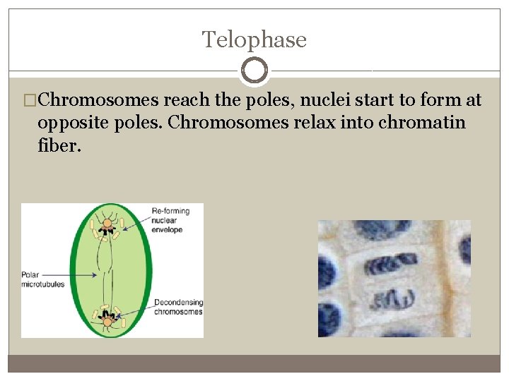 Telophase �Chromosomes reach the poles, nuclei start to form at opposite poles. Chromosomes relax
