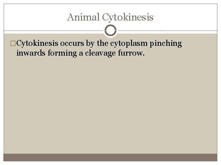 Animal Cytokinesis �Cytokinesis occurs by the cytoplasm pinching inwards forming a cleavage furrow. 