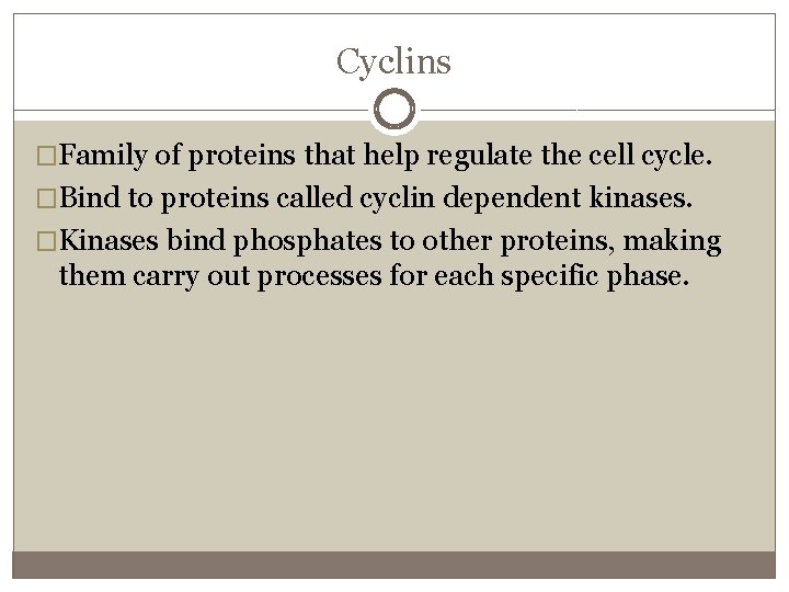 Cyclins �Family of proteins that help regulate the cell cycle. �Bind to proteins called