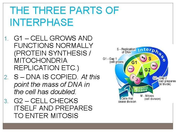THE THREE PARTS OF INTERPHASE G 1 – CELL GROWS AND FUNCTIONS NORMALLY (PROTEIN