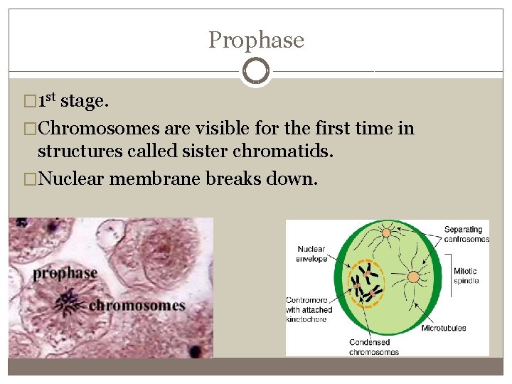 Prophase � 1 st stage. �Chromosomes are visible for the first time in structures
