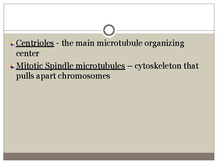 Centrioles - the main microtubule organizing center Mitotic Spindle microtubules – cytoskeleton that pulls