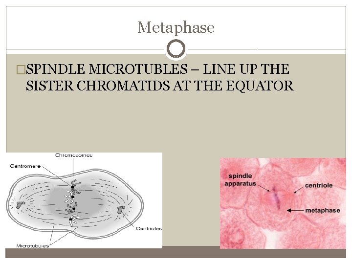 Metaphase �SPINDLE MICROTUBLES – LINE UP THE SISTER CHROMATIDS AT THE EQUATOR 