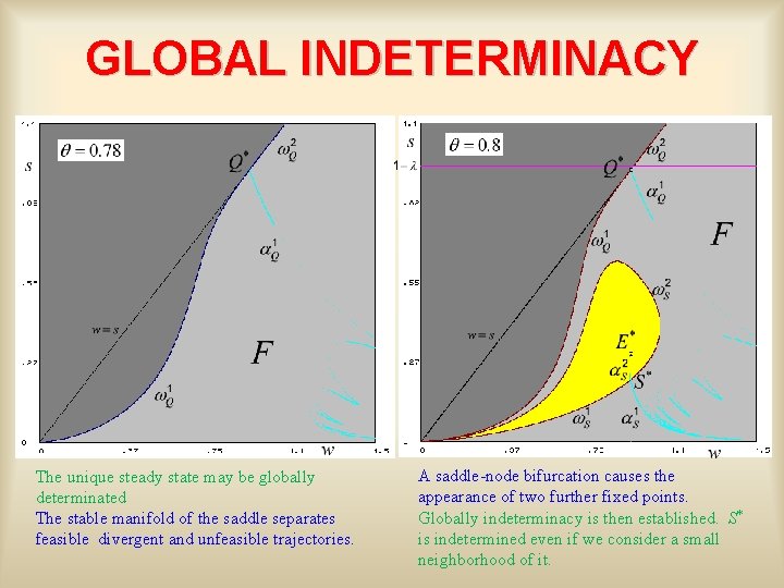 GLOBAL INDETERMINACY The unique steady state may be globally determinated The stable manifold of