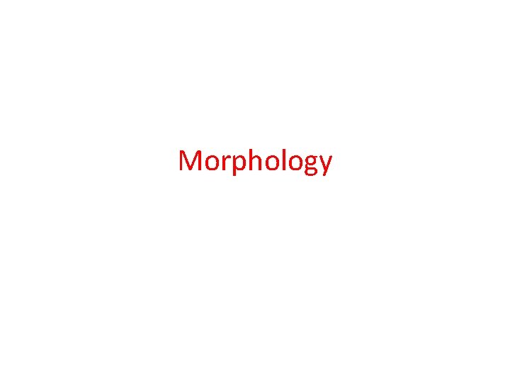 Morphology 