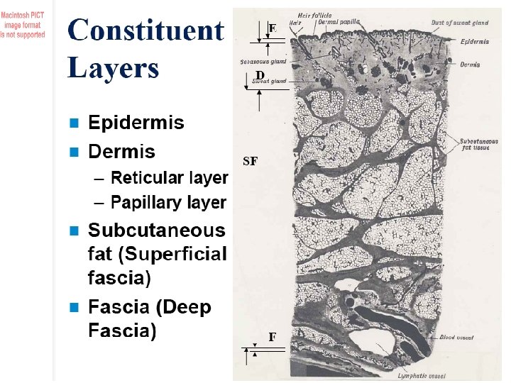 Biomateriali - Prof. O. Sbaizero 