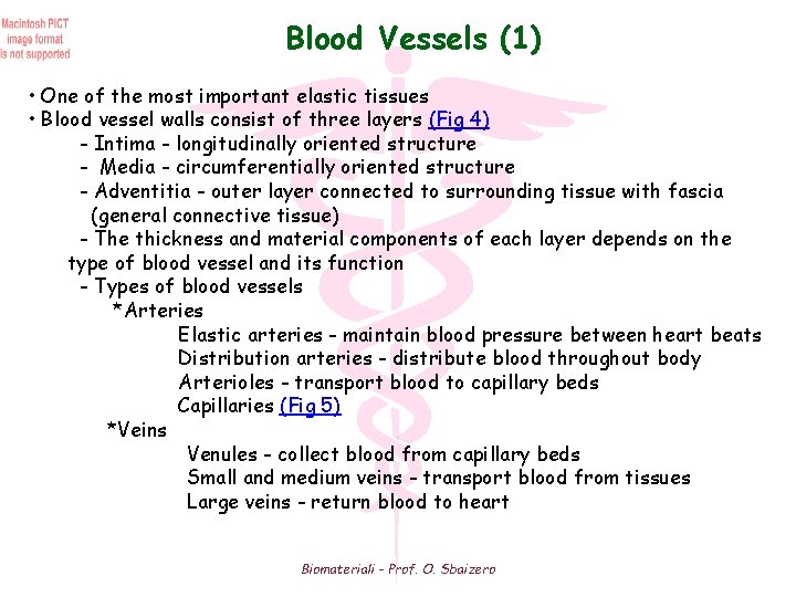 Blood Vessels (1) • One of the most important elastic tissues • Blood vessel